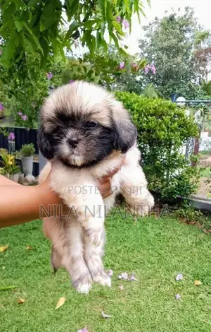 Shih Tzu Puppy