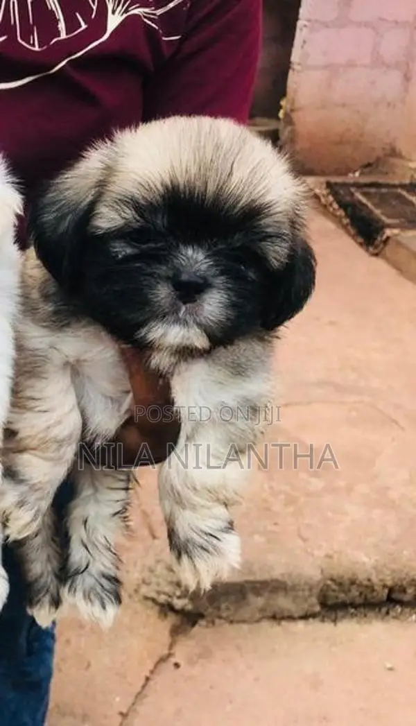 Shih Tzu Puppy