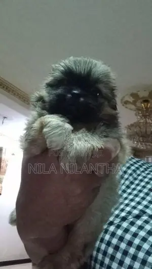 Shih Tzu Puppy