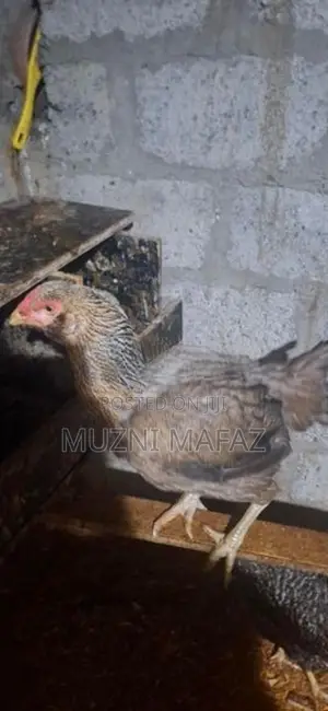 Rooster