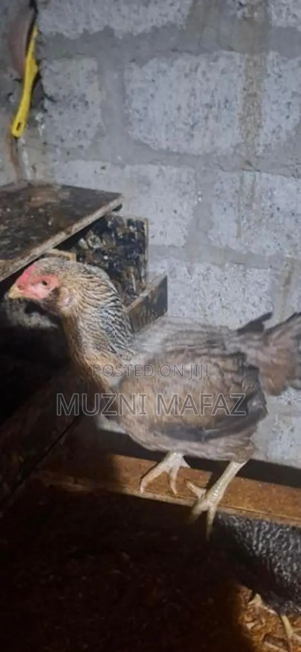 Rooster
