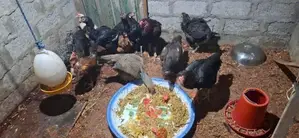 Rooster