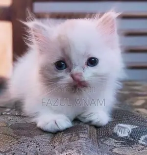 Persian Kittens