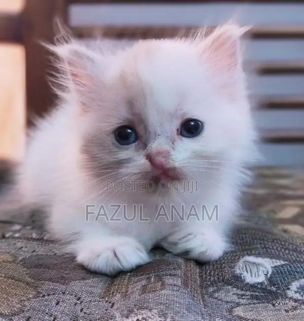 Persian Kittens
