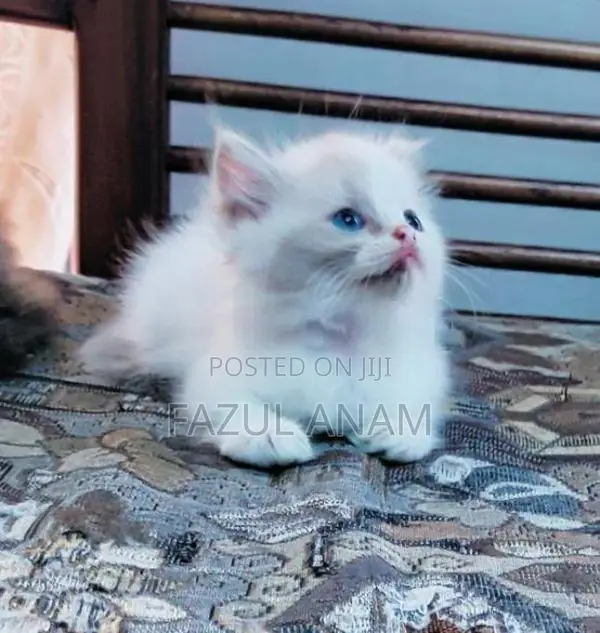 Persian Kittens