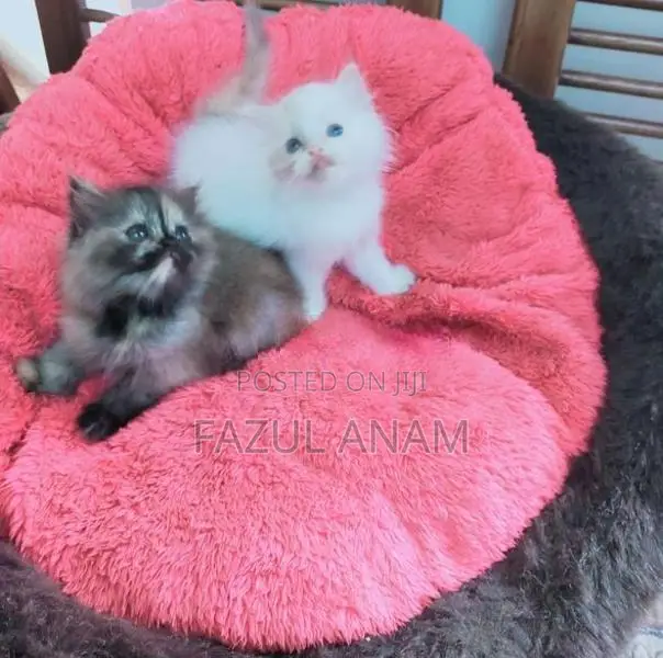 Persian Kittens