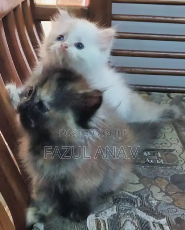 Persian Kittens