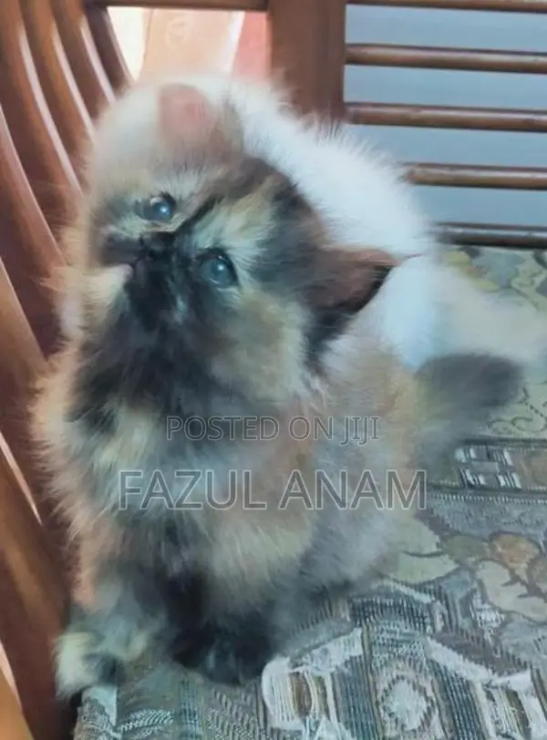 Persian Kittens