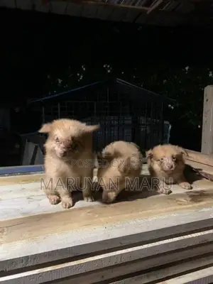 Lion Pomeranian Puppies