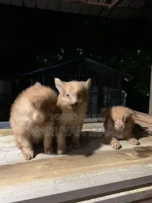 Lion Pomeranian Puppies