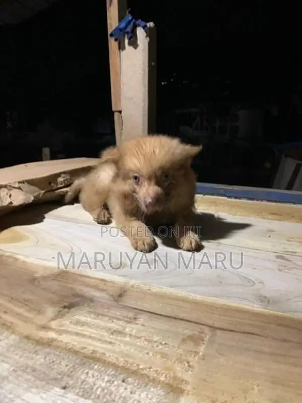 Lion Pomeranian Puppies