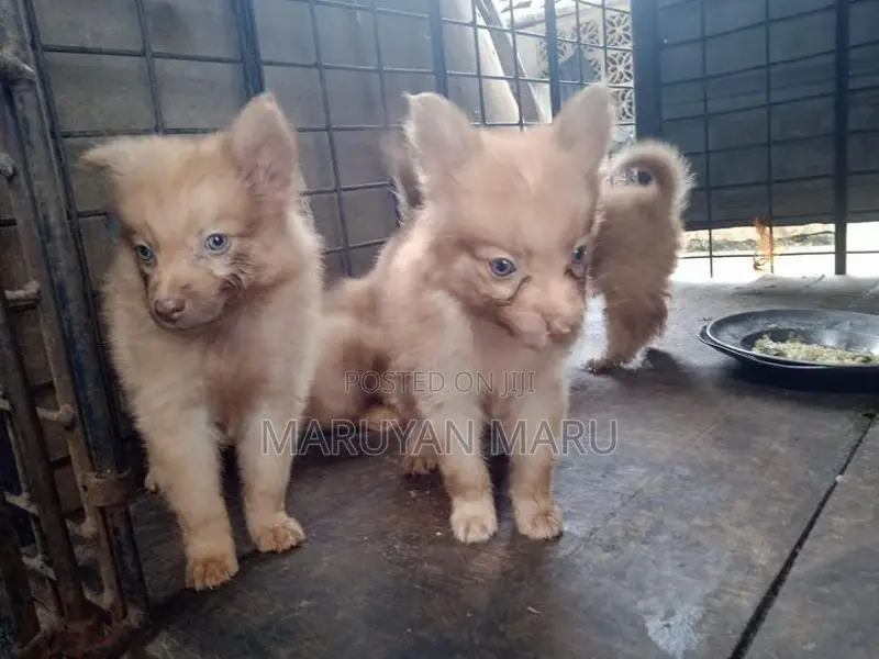 Lion Pomeranian Puppies