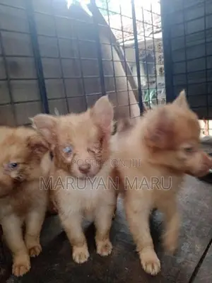 Lion Pomeranian Puppies