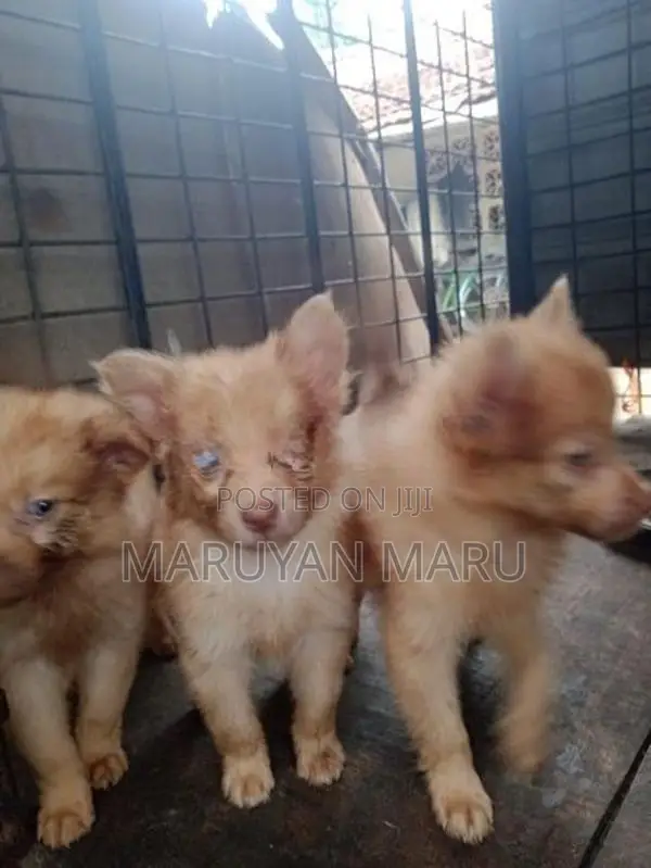 Lion Pomeranian Puppies