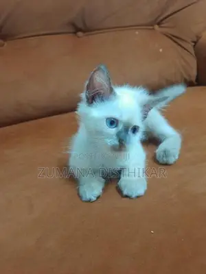 Persian Kitten