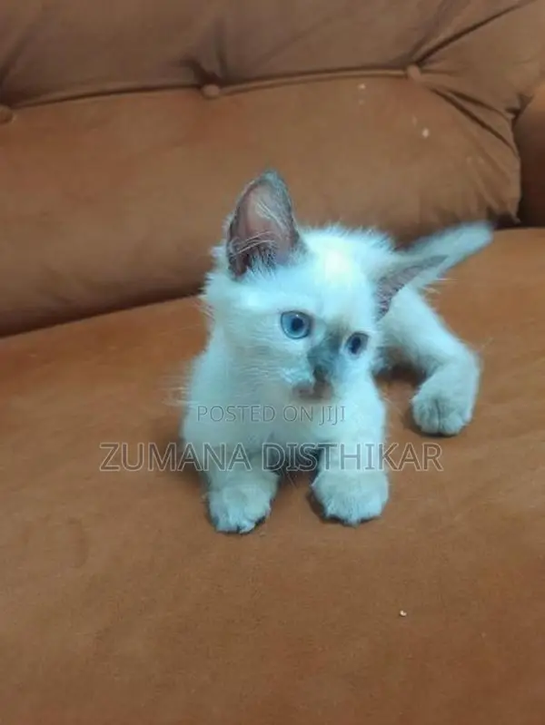 Persian Kitten