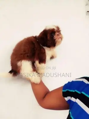Shih Tzu Female Puppies