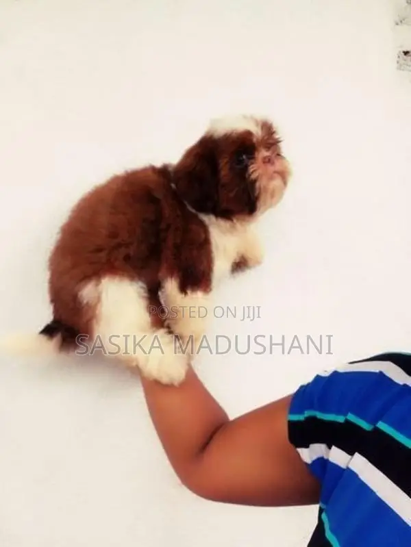 Shih Tzu Female Puppies