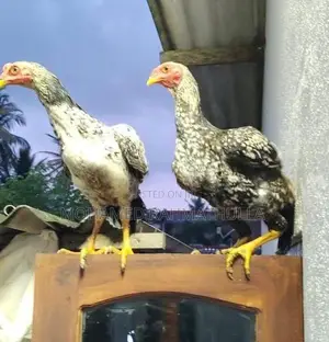 Rooster