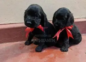 Cocker Spaniel Puppies