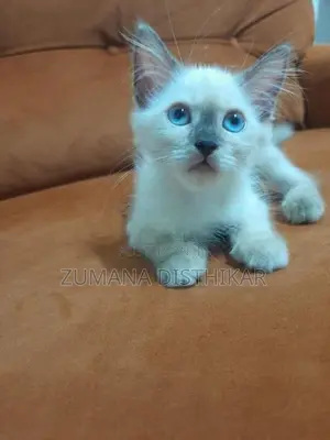 Persian Kitten