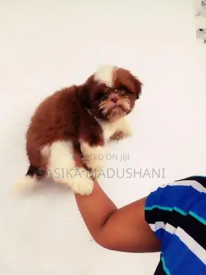 Shih Tzu Female Puppies