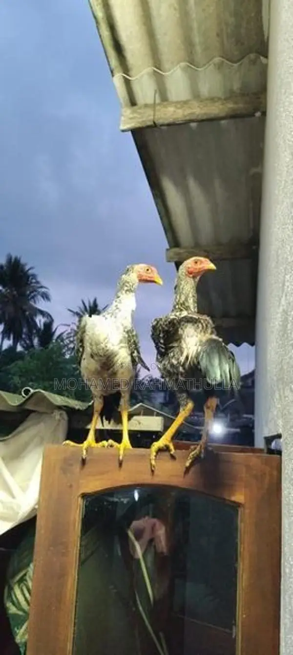 Rooster