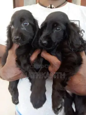 Cocker Spaniel Puppies
