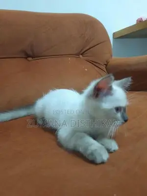 Persian Kitten