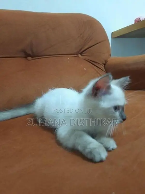 Persian Kitten