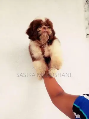 Shih Tzu Female Puppies