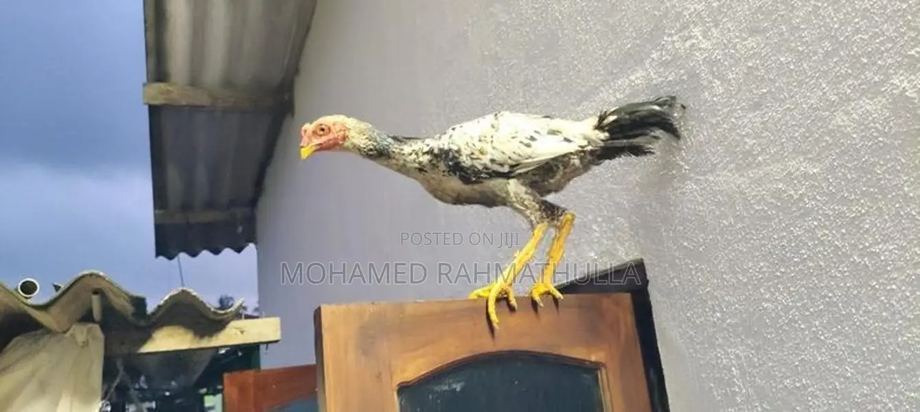 Rooster