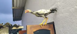 Rooster