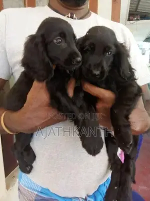 Cocker Spaniel Puppies