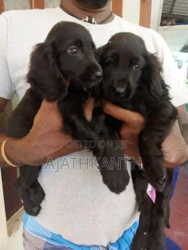 Cocker Spaniel Puppies