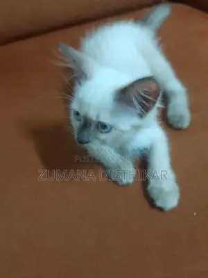 Persian Kitten