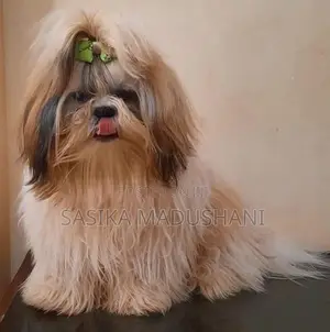 Shih Tzu Female Puppies