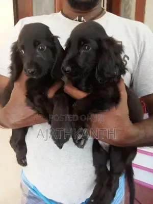 Cocker Spaniel Puppies