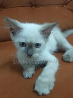 Persian Kitten