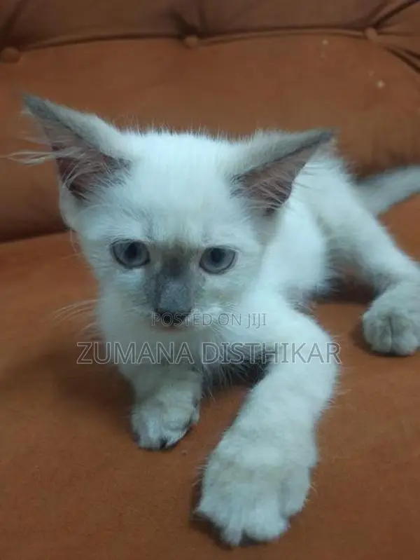 Persian Kitten