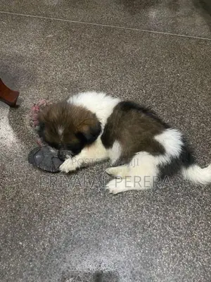 Terrier Puppies