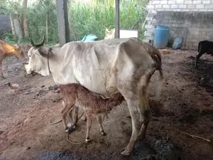 Farm Cow