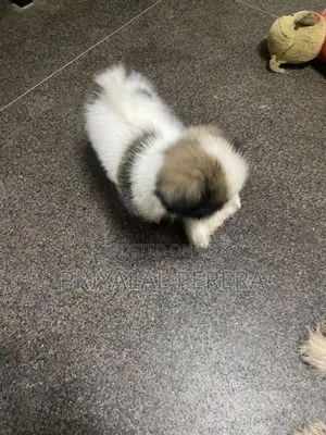 Terrier Puppies
