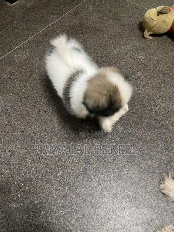 Terrier Puppies