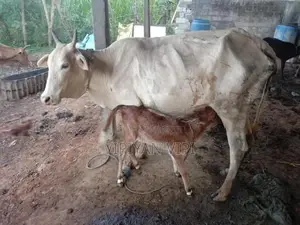 Farm Cow