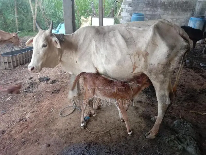 Farm Cow