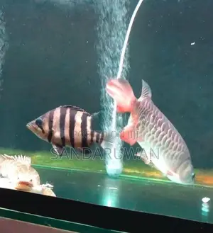 Indo Tiger Crossneck Crossbelly