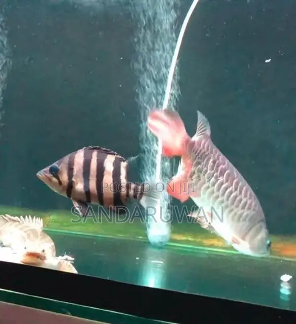 Indo Tiger Crossneck Crossbelly