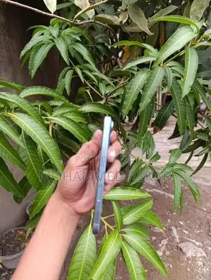 Apple iPhone 16 (Used)