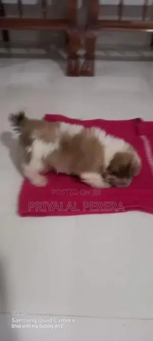 Terrier Puppies